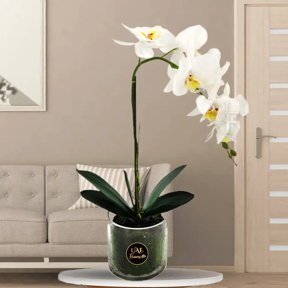 Stylish White Orchid in Glass Vase
