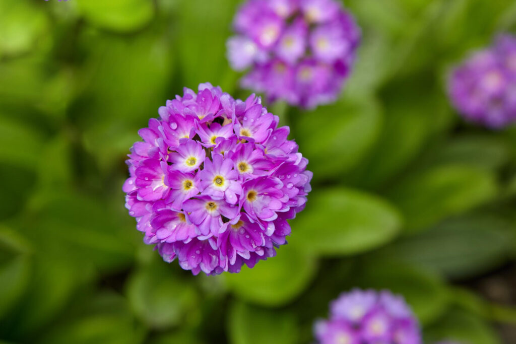 Alyssum