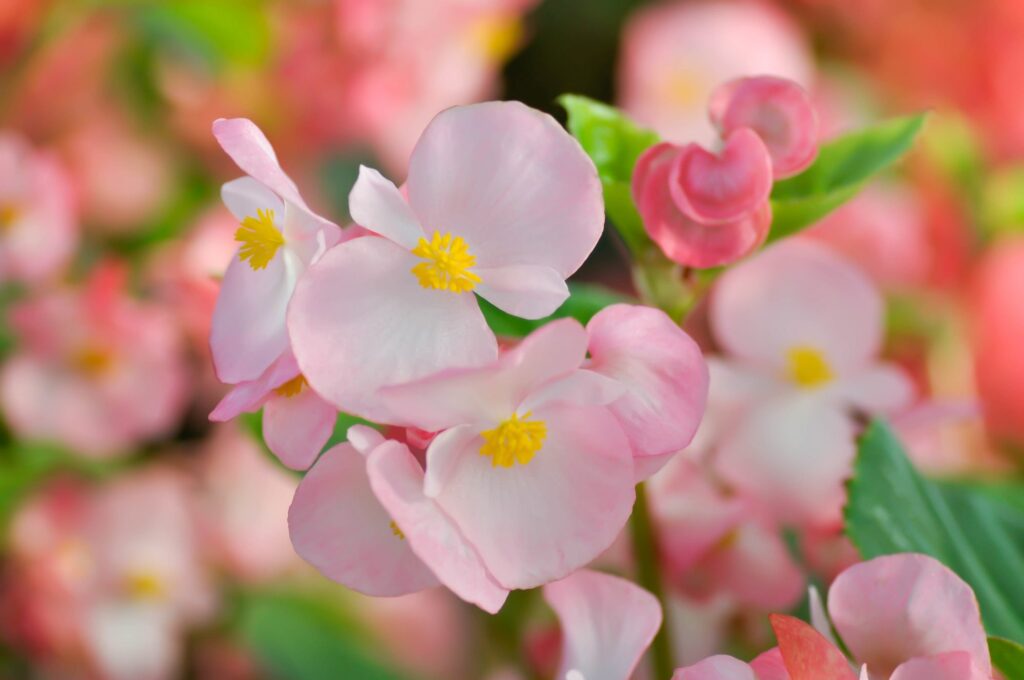 Begonias Flowers Close up