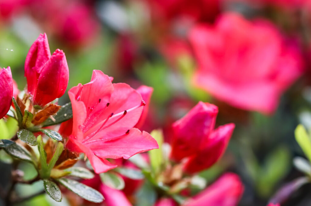 Pink Azalea